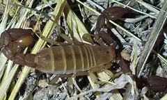 Catalinia andreas