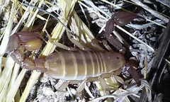 Catalinia andreas