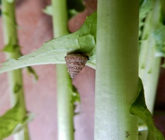 Euplecta granulifera