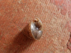 Euplecta granulifera