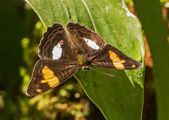 Adelpha justina