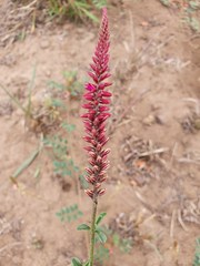 Hermbstaedtia odorata