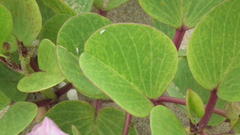 Ipomoea pes-caprae brasiliensis