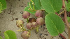 Ipomoea pes-caprae brasiliensis