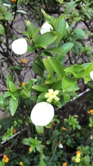 Pseudomussaenda flava