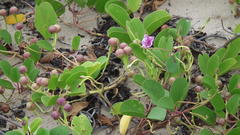 Ipomoea pes-caprae brasiliensis