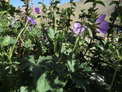 Geranium himalayense