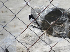 Motacilla alba alboides