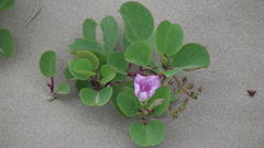 Ipomoea pes-caprae brasiliensis