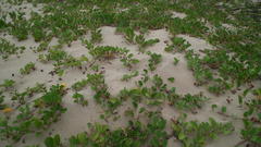 Ipomoea pes-caprae brasiliensis