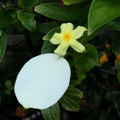 Pseudomussaenda flava