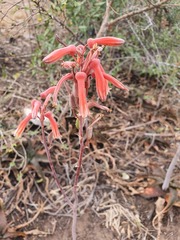 Aloe parvibracteata