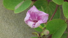 Ipomoea pes-caprae brasiliensis