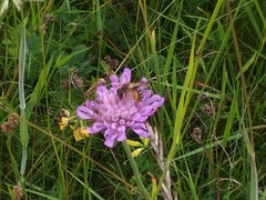 Andrena hattorfiana