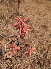 Aloe parvibracteata
