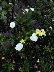 Pseudomussaenda flava