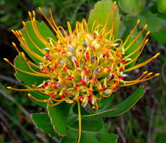 Leucospermum praecox