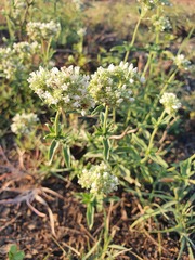 Agathisanthemum bojeri