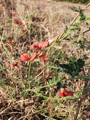 Indigofera heterotricha