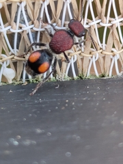 Ephutomorpha venusta