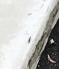 Formicoidea