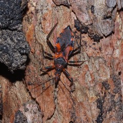 Havinthus rufovarius