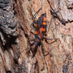 Havinthus rufovarius