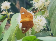 Capila phanaeus