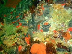 Pentacta doliolum