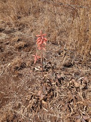 Aloe parvibracteata