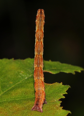 Cyclophora albipunctata