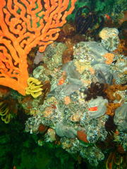 Pentacta doliolum