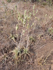Aloe parvibracteata