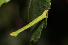 Cyclophora albipunctata