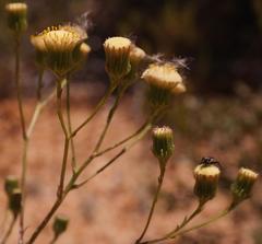 Senecio cinerascens
