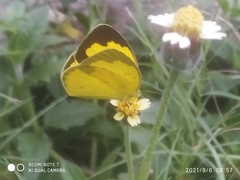 Eurema hecabe