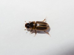 Labarrus lividus