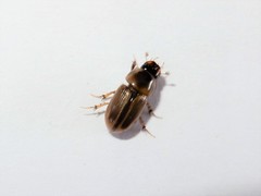 Labarrus lividus