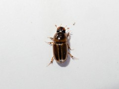 Labarrus lividus