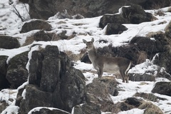 Cervus hanglu hanglu