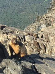 Marmota flaviventris