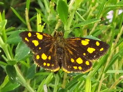 Metisella metis paris