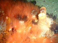 Thyone aurea