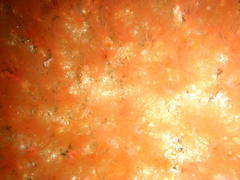 Thyone aurea