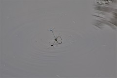 Pseudagrion microcephalum