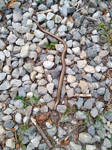 Westliche Blindschleiche