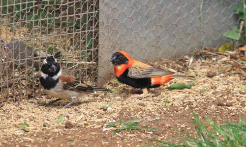 Southern Red Bishop