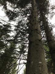 Abies nordmanniana