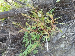 Rumex ucranicus