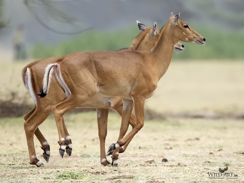 Nilgai